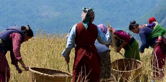 Women collecting grain into baskets