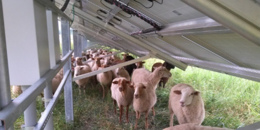 Sheep Grazing Under Solar Panels on this New Haven Vermont Farm