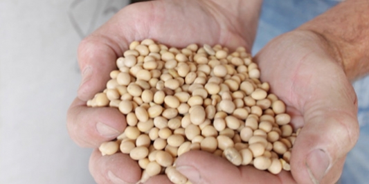 Soybeans