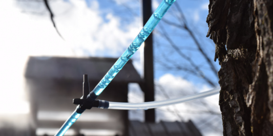 sap running through plastic tubing with sugarhouse in background