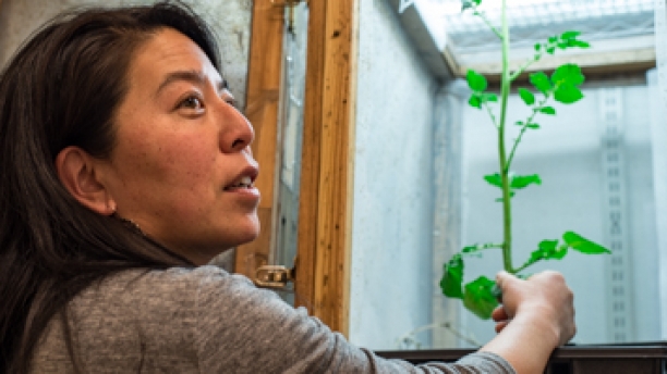 Yolanda Chen examines a potato plant in her lab. 