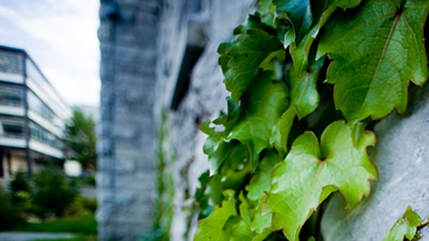 Ivy grows on these walls.