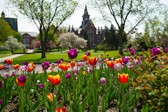 Tulips blooming on campus in the springtime.