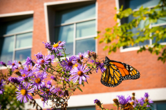 Butterfly on asters