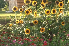 group of sunflowers and zinnias in a field