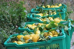 lemons in Italy