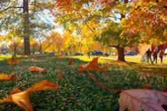 Campus with fall foliage