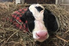Calf