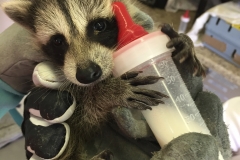 Baby Racoon