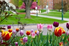 Beautiful spring flowers on campus