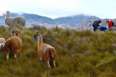 Geography 196 Spring 2017 Field Trip to Ecuador