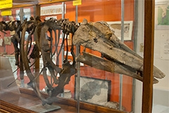 Perkins Museum whale