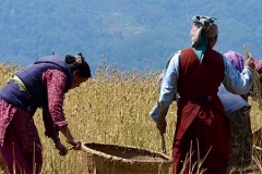 Working in the fields in Nepal