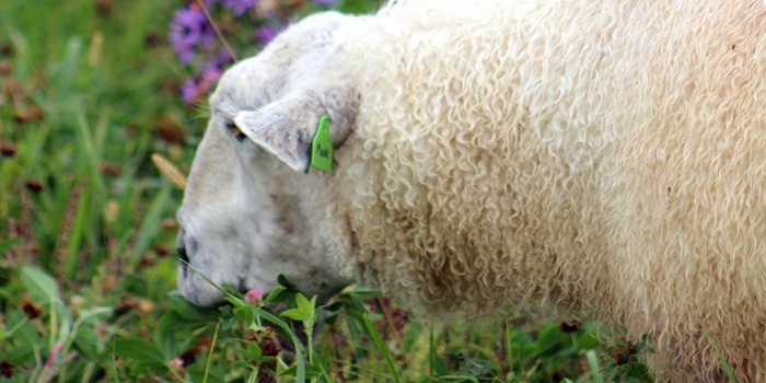 image description: a close shot of a white woolly sheep grazing in grass and flowers