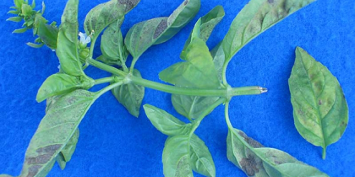 downy mildew on basil plants