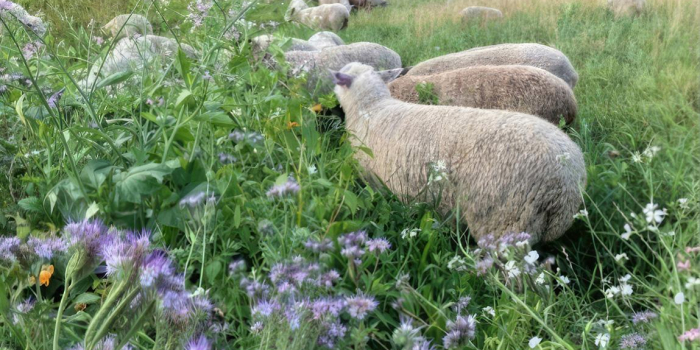 sheep in a pasture
