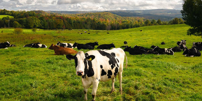 Green field of black and white cows with fall colors on distant hillsides