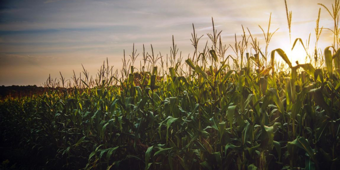 cornfield