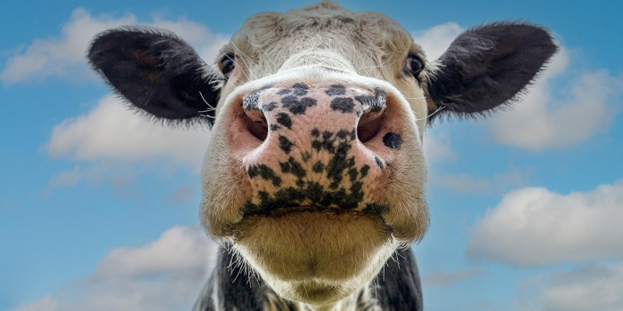 black and white cow looking into the camera