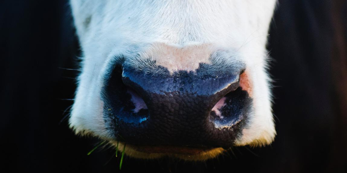 close up of a cow's nose