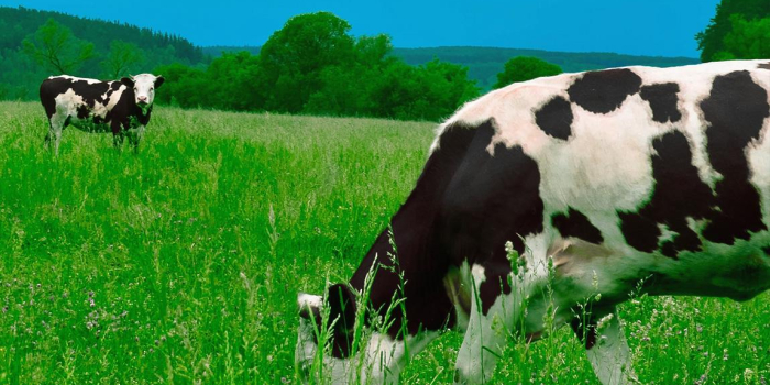 Two cows grazing in a field