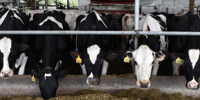 cows in a row