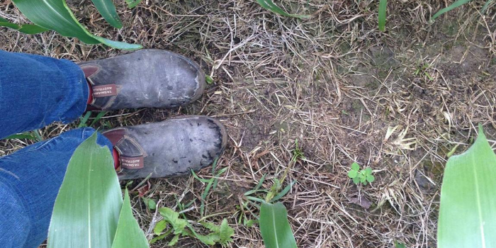 feet in a field