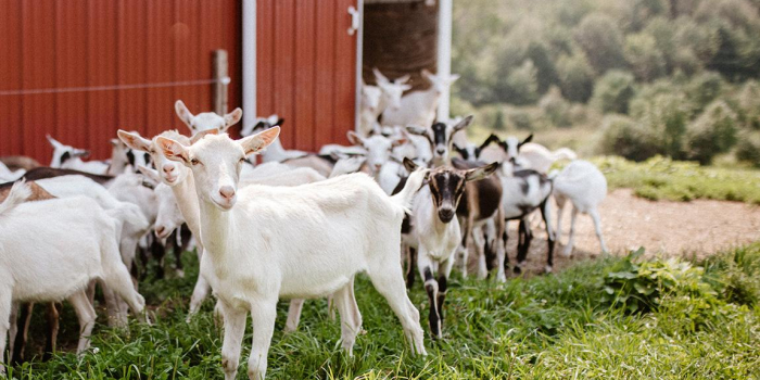 a lot of goats outside of a barn