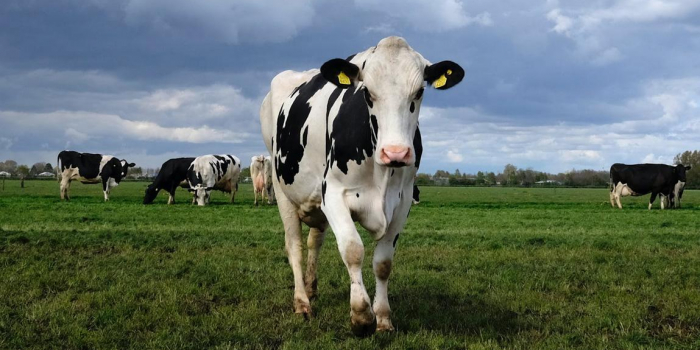 holstein cow in a field