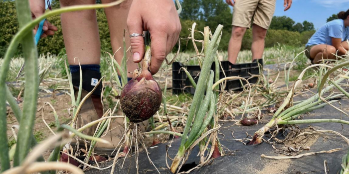 Close-up of onion being pulled out of the ground