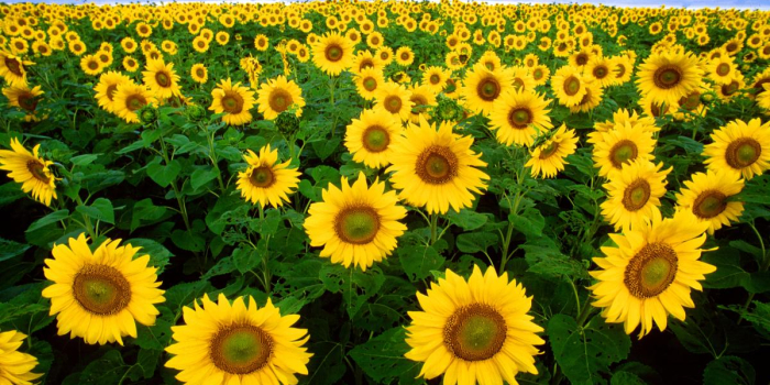 field of yellow sunflowers