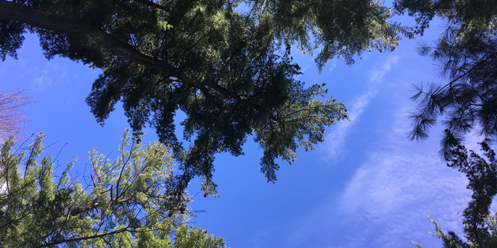 bright blue sky through white pine tree tops