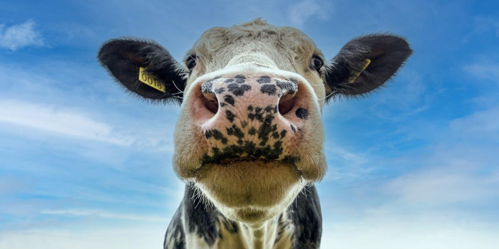 Cow looking at the camera
