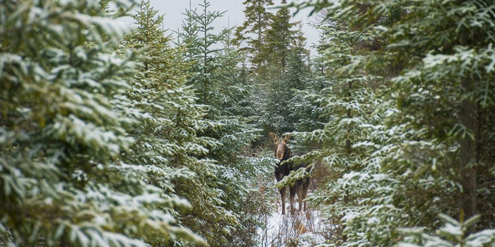 Moose in snowy evergreen forest