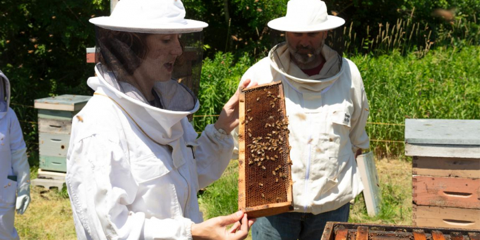 Samantha Algers inspects a beehive frame