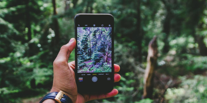 A person is holding a smartphone in a wild forest. 