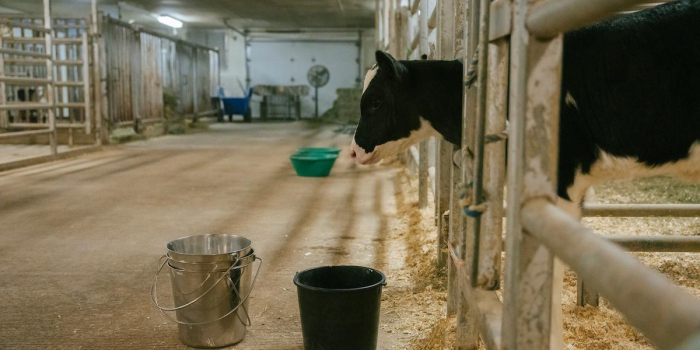 Cow in a barn 