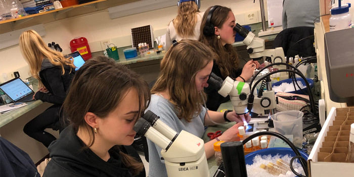 Students looking through microscopes at fruit flies and working closely in the lab.