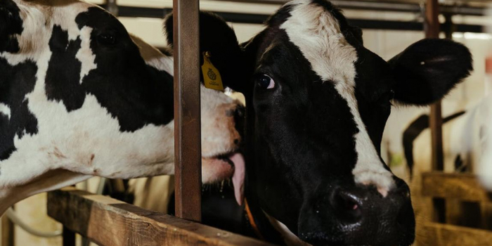 two cows in a barn