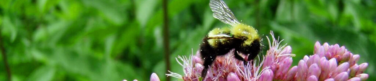 Bee on flower