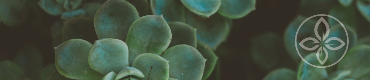 image shows a succulent leaf with an icon of a leaf in the far right