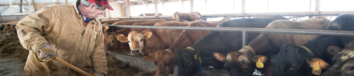 A farmer feeding a herd of cows in a barn.