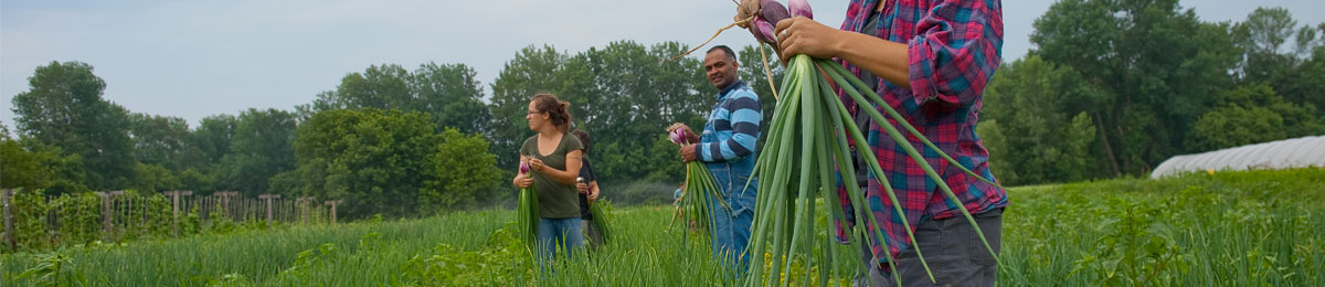 Farm workers in a field harvesting onions.
