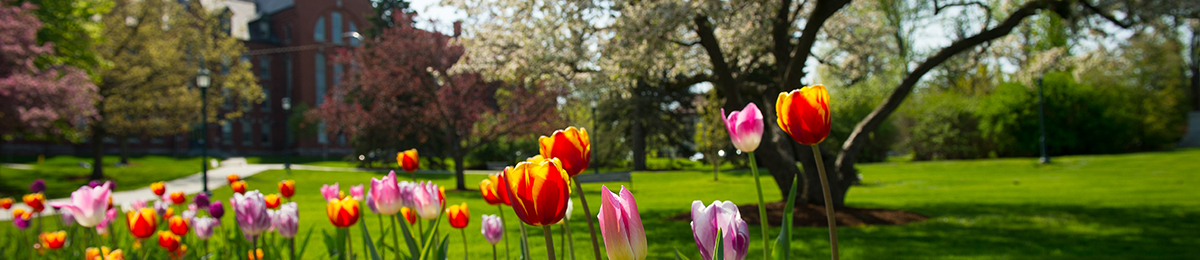 tulips in bloom on the green