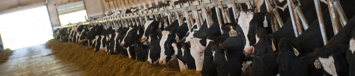 A herd of dairy cows eating grain in a barn.