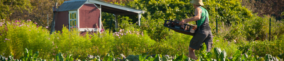 farmer harvesting vegetables at the uvm hort farm