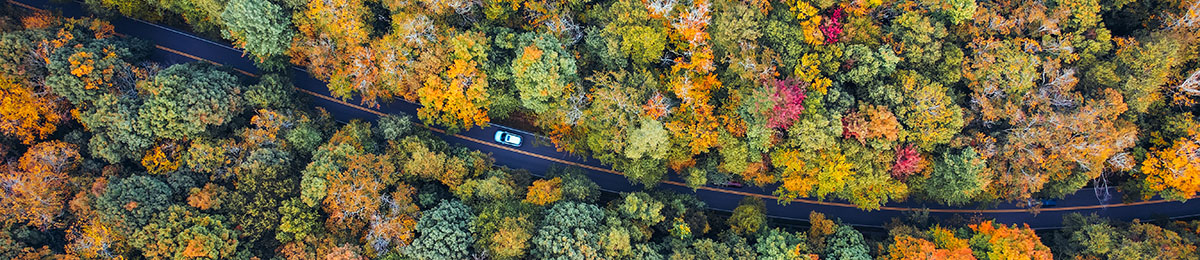 drone shot of a road surrounded by vibrant fall trees