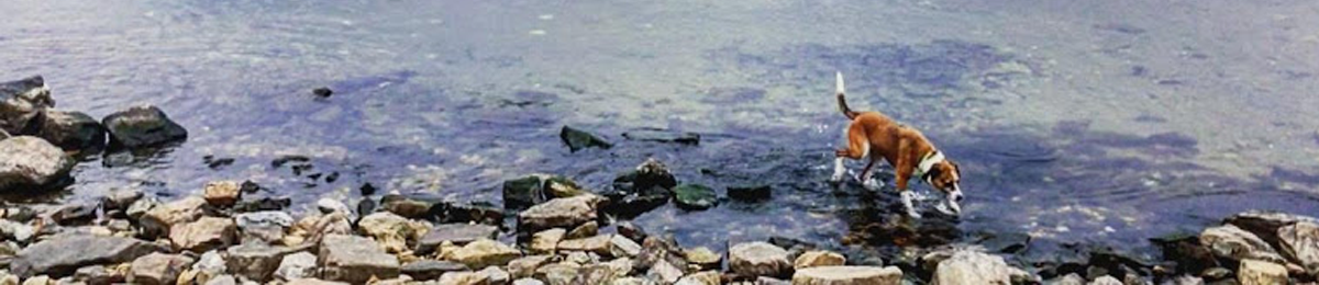 Dog sniffing rock near burlington lake