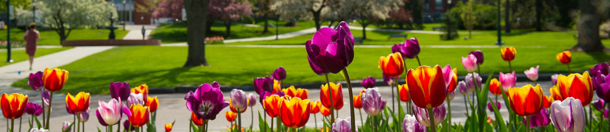 Spring tulips outside Waterman Building.