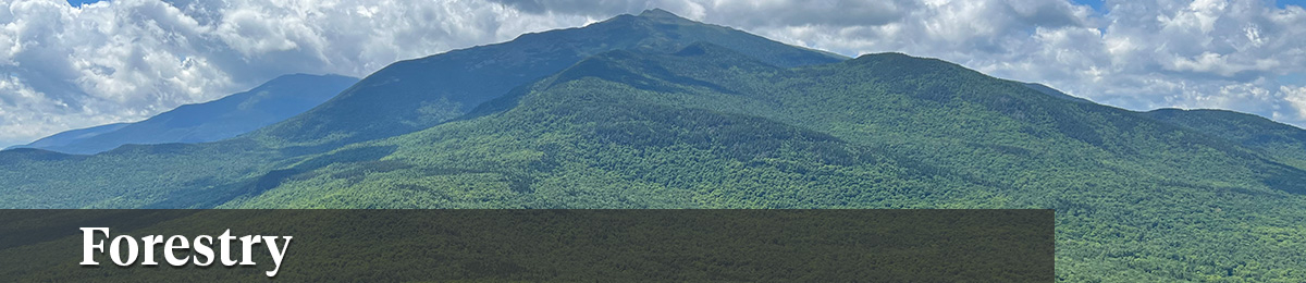 trees on a mountain